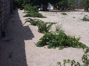 Объявление №5991637 - Баку, пос. Фатмаи, 24 сот