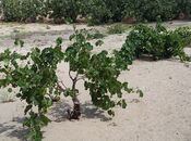 Продаётся  участок 24 сот, пос. Фатмаи, photo 2 from 8