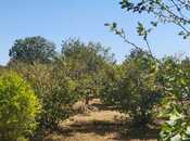 Satılır  torpaq 20 sot, Xaçmaz r., photo 2 from 5