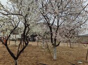 Satılır  torpaq 4 sot, Bilgəh q., photo 5 from 5