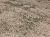 Объявление №5993302 - Сумгаит, Сумгаит, 6 сот