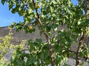 Satılır 4 otaqlı həyət evi/bağ evi 150 m², Bilgəh q., photo 2 from 8