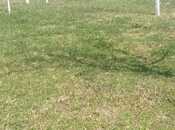 Satılır  torpaq 10 sot, photo 4 from 4