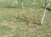 Satılır  torpaq 10 sot, photo 2 from 4