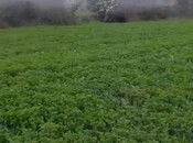 Продаётся  участок 15 сот, photo 6 from 7