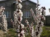 Satılır 4 otaqlı həyət evi/bağ evi 125 m², Albalılıq q., photo 5 from 8