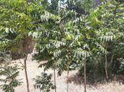 Satılır  torpaq 3 sot, Gənclik m., photo 5 from 5