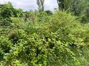 Продаётся  участок 12 сот, photo 6 from 8