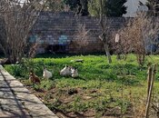 Объявление №5996861 - Баку, пос. Карачухур, 6 сот