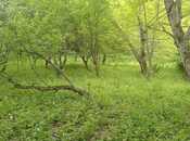 Satılır  torpaq 30 sot, photo 5 from 8