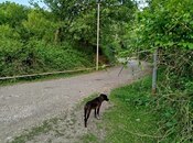 Объявление №5997421 - Габала, Габала, 37 сот