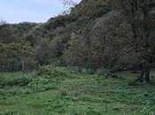 Объявление №5997383 - Огуз, Огуз, 11 сот