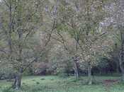 Satılır  torpaq 11 sot, photo 3 from 5