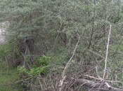 Продаётся  участок 23 сот, photo 2 from 5