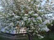 Объявление №5998195 - Габала, Габала, 23 сот