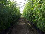 Объявление №5998382 - Исмаиллы, Исмаиллы, 1000 сот