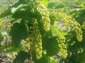 Продаётся  участок 1 000 сот, photo 5 from 8