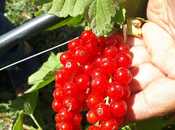 Продаётся  участок 1 000 сот, photo 4 from 8