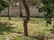 Elan №5998847 - Bakı, Qara Qarayev m., 6 sot