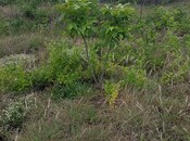 Satılır  torpaq 38 sot, photo 5 from 5