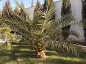 İcarəyə verilir 4 otaqlı həyət evi/bağ evi 120 m², Mərdəkan q., photo 7 from 8