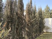 İcarəyə verilir 4 otaqlı həyət evi/bağ evi 120 m², Mərdəkan q., photo 6 from 8