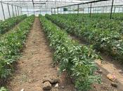 Объявление №5999941 - Шамкир, Шамкир, 80 сот