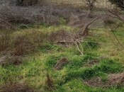 Объявление №6000460 - Баку, пос. Шаган, 5 сот