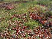 Продаётся  участок 14 сот, photo 3 from 3