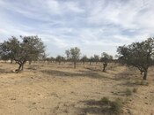 Объявление №6001031 - Баку, пос. Сарай, 45 сот