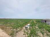 Elan №6001321 - Bakı, Türkan q., 200 sot