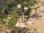 Satılır 3 otaqlı həyət evi/bağ evi 90 m², Qala q., photo 5 from 8