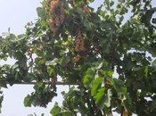 Продаётся 3-комн. дом/дача 80 м², пос. Тюркан, photo 8 from 8