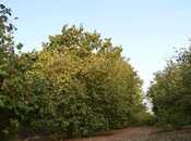 Продаётся  участок 55 сот, photo 4 from 4