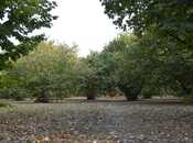 Продаётся  участок 55 сот, photo 3 from 4