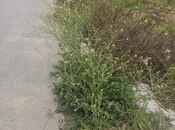 Satılır  torpaq 4 sot, Şüvəlan q., photo 3 from 5