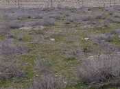 Satılır  torpaq 36 sot, Türkan q., photo 8 from 8