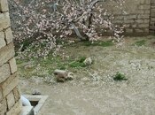 Satılır 6 otaqlı həyət evi/bağ evi 260 m², Zirə q., photo 4 from 8