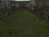 Объявление №6005115 - Исмаиллы, Исмаиллы, 35 сот