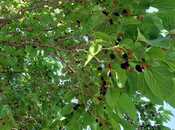 Продаётся  участок 150 сот, пос. Новханы, photo 4 from 8