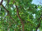 Продаётся  участок 150 сот, пос. Новханы, photo 1 from 8