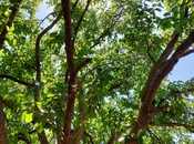 Продаётся  участок 150 сот, пос. Новханы, photo 6 from 8