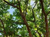 Продаётся  участок 150 сот, пос. Новханы, photo 3 from 8