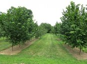 Объявление №6005535 - Худат, Худат, 295 сот