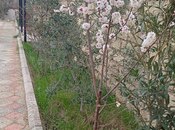 Satılır  torpaq 6 sot, Türkan q., photo 2 from 8