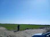 Elan №6007048 - Neftçala, Neftçala, 300 sot