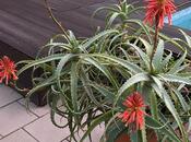 Продаётся 6-комн. дом/дача 260 м², пос. Мардакан, photo 5 from 8