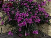 Продаётся 6-комн. дом/дача 260 м², пос. Мардакан, photo 8 from 8