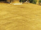 Satılır 2 otaqlı həyət evi/bağ evi 110 m², Novxanı q., photo 4 from 8