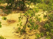 Satılır 2 otaqlı həyət evi/bağ evi 110 m², Novxanı q., photo 8 from 8